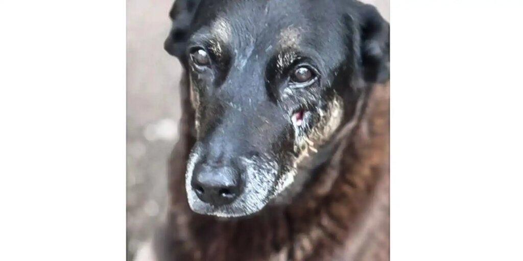 Adolescentes suspeitos de matar o cão Orelha voltam ao Brasil