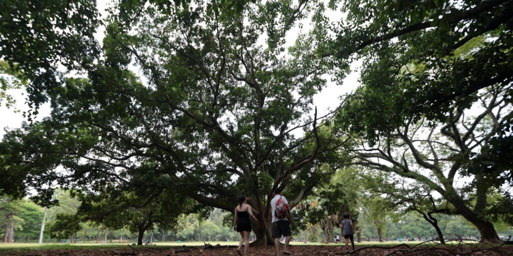 SP: três pessoas ficam feridas após árvore cair no Parque Ibirapuera