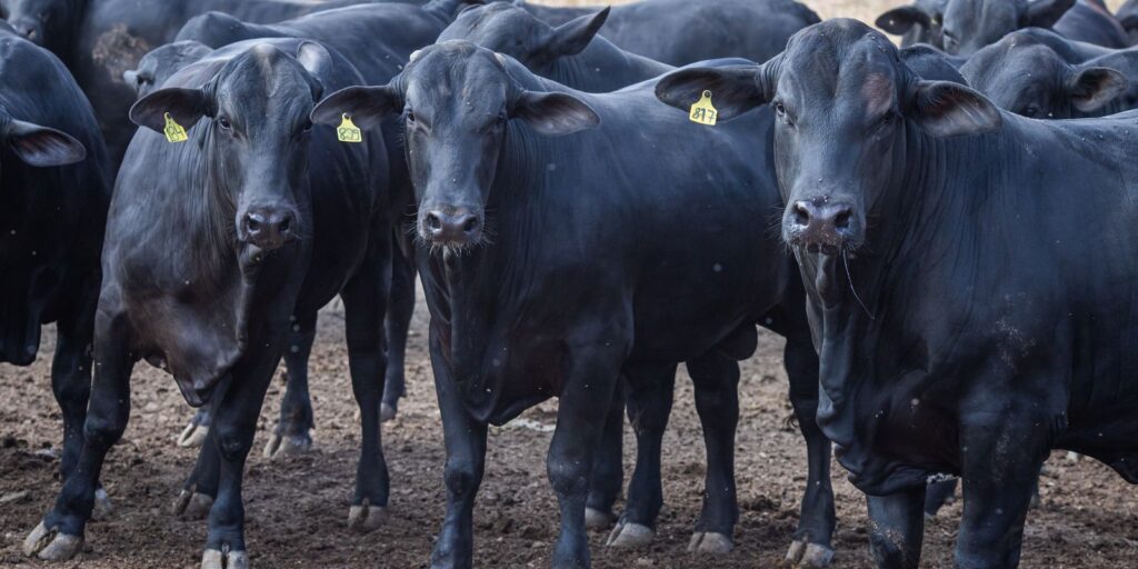 CMN reduz juros de financiamentos a cooperativas rurais pelo Pronaf