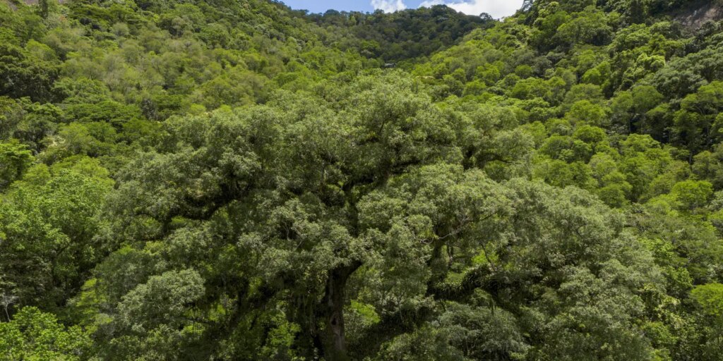 Desmatamento da Mata Atlântica tem queda de 28% em um ano