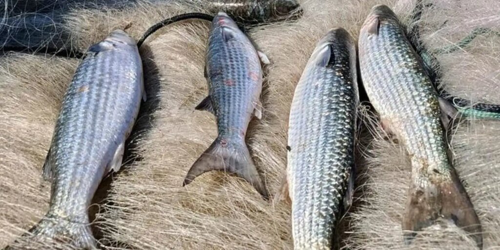 Pesca de tainha na modalidade arrasto de praia está suspensa