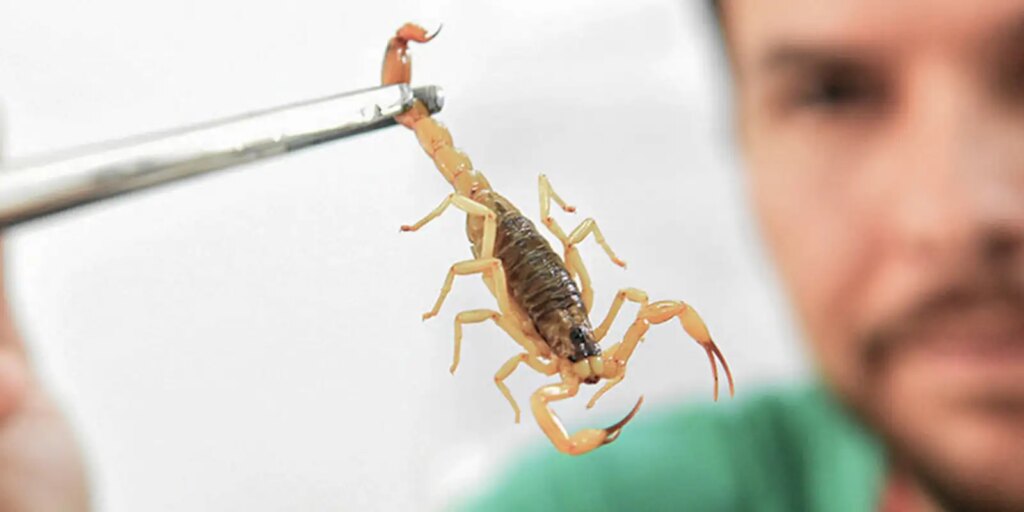 Crianças são mais vulneráveis a envenenamento por picada de escorpião