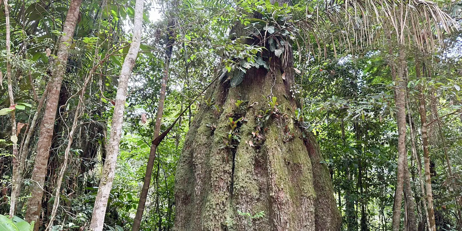 Governo cria reservas de desenvolvimento sustentável no Amazonas