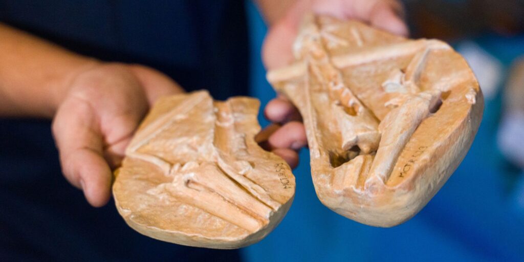 Museu de Ciências da Terra traz ‘dinossauros’ ao Morro da Urca, no Rio